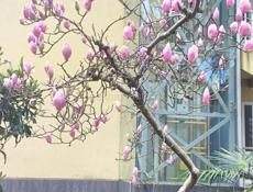 Требуется садовник 