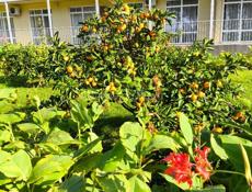 Требуется садовник 