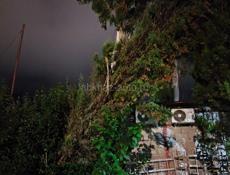 Требуется садовник 