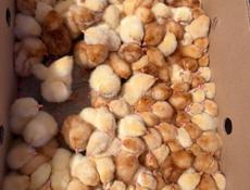 Продаются цыплята порода Ломан Браун ( несушки ) 