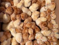 Продаются цыплята порода Ломан Браун ( несушки ) 