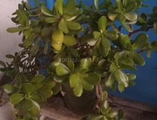 Денежное дерево, Герань, Алоэ