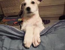 Белла ищет дом. 