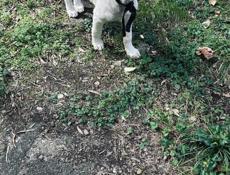 Белла ищет дом. 