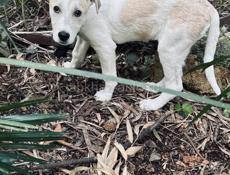 Белла ищет дом. 