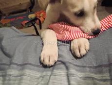 Белла ищет дом. 