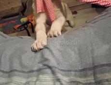 Белла ищет дом. 