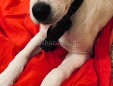 Белла ищет дом. 