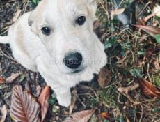 Белла ищет дом. 