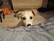 Белла ищет дом. 