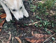 Белла ищет дом. 