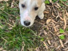 Белла ищет дом. 