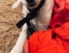 Белла ищет дом. 