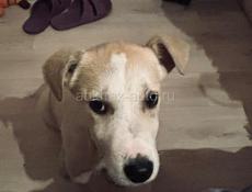 Белла ищет дом. 