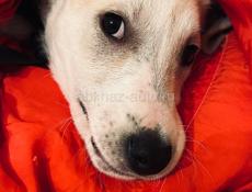 Белла ищет дом. 