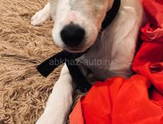 Белла ищет дом. 