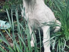 Белла ищет дом. 