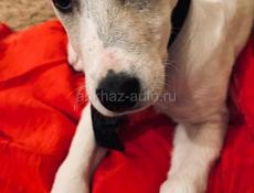 Белла ищет дом. 