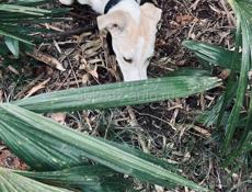 Белла ищет дом. 