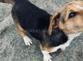 Найдена собачка 