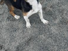 Найдена собачка 