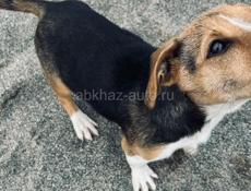 Найдена собачка 