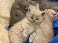 Британские котята. 