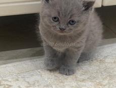 Британские котята. 