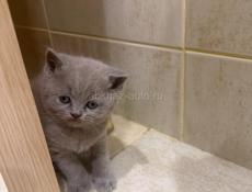 Британские котята. 