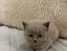 Британские котята. 