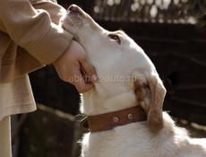 В добрые руки❗️