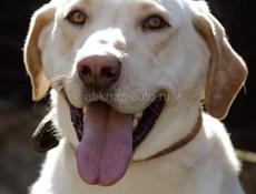 В добрые руки❗️