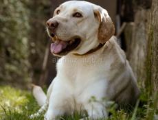 В добрые руки❗️