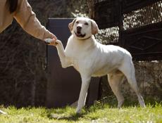 В добрые руки❗️