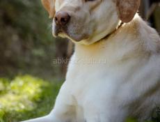 В добрые руки❗️