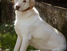 В добрые руки❗️