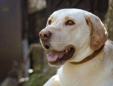 В добрые руки❗️