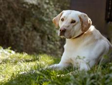 В добрые руки❗️