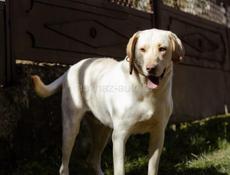 В добрые руки❗️