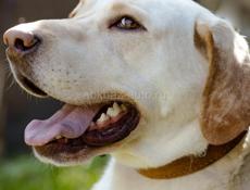 В добрые руки❗️