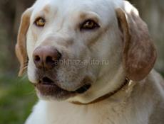 В добрые руки❗️