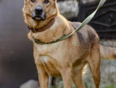 В добрые руки❗️