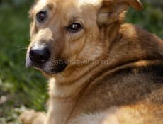 В добрые руки❗️