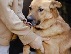 В добрые руки❗️