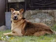 В добрые руки❗️