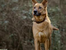 В добрые руки❗️