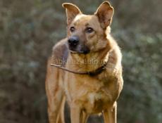 В добрые руки❗️