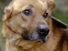 В добрые руки❗️