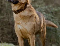 В добрые руки❗️