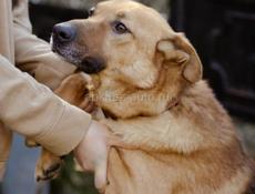 В добрые руки❗️